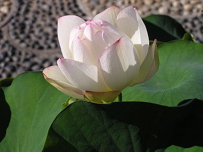 water lily, Hoa, Ao, hồng nhạt