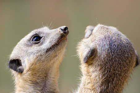 meerkat, fur, small, face, mouth, animal, snout