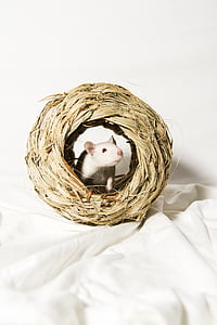 rat, animal, rodent, pet, white, mouse, basket