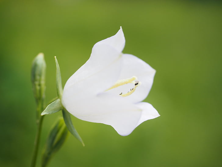 flor de balão, flor, flor, Branco, flor, Platycodon grandiflorus, Campanula glauca thunb