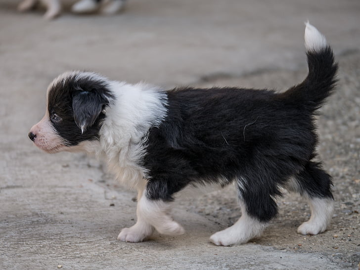 puppy, dog, border collie
