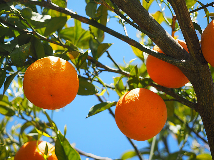 pomaranče, ovocie, Orange tree, citrusové plody, strom, listy, estetické