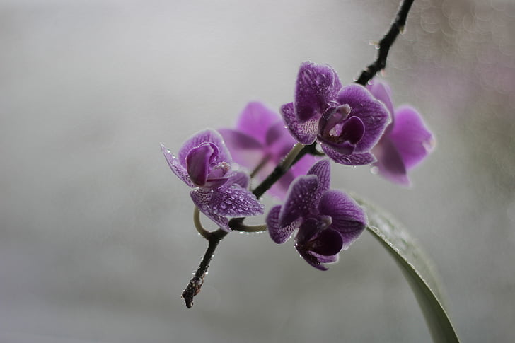 orchidea, kvet, kvet, Príroda, Violet, kvetenstvo, rastlín