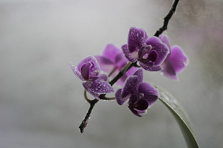 orquídia, flor, flor, natura, violeta, inflorescència, planta