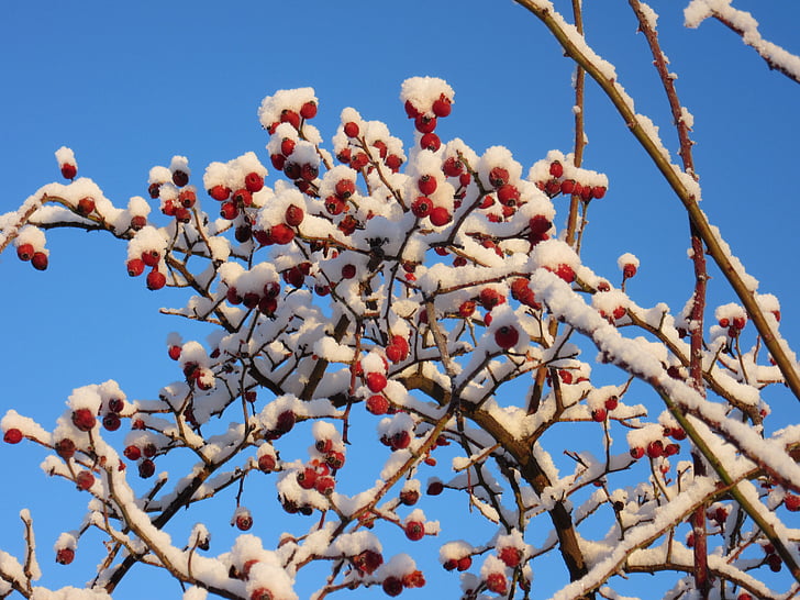 Τριαντάφυλλο ισχίου, άγρια φρούτα, χιόνι, ουρανός, κρύσταλλοι χιονιού, κρύο, Χειμώνας