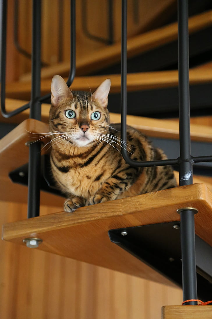 animals, cat, staircase, eyes, pet, ladder, pets