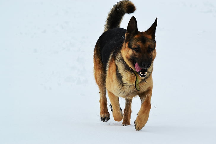 con chó, mùa đông, tuyết, chạy, Chó béc-giê Đức, vật nuôi, động vật