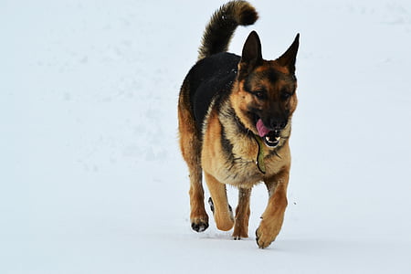 สุนัข, ฤดูหนาว, หิมะ, เรียกใช้, สุนัขเลี้ยงแกะของเยอรมัน, สัตว์เลี้ยง, สัตว์