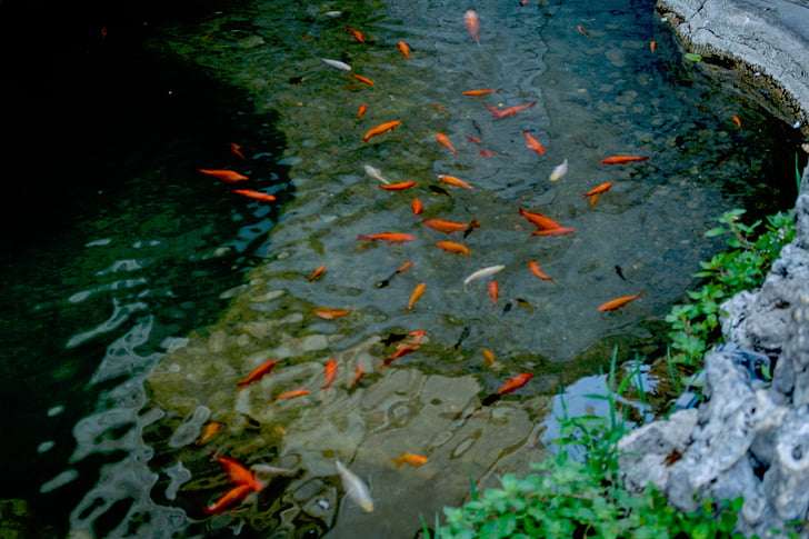 Gamta, vandens, gyvūnai, žuvys, augalai, žalia, oranžinė