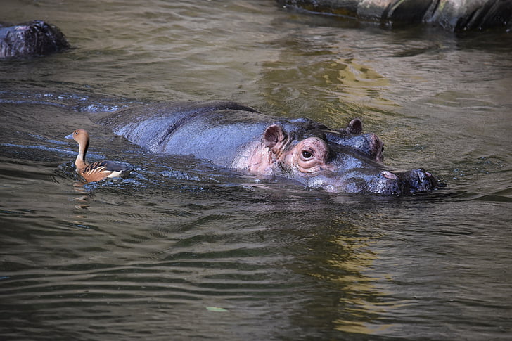 hippopotame, Hippo, mammifère, gris, eau, l’Afrique, herbivores