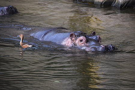 хипопотам, хипопотам, бозайник, сив, вода, Африка, тревопасни животни