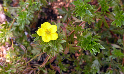 potentilla, plant, flower, floral, yellow, blossom