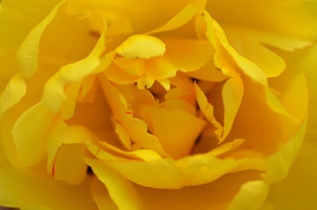 rose, yellow, petals, spur, rose bloom, fragrant, close