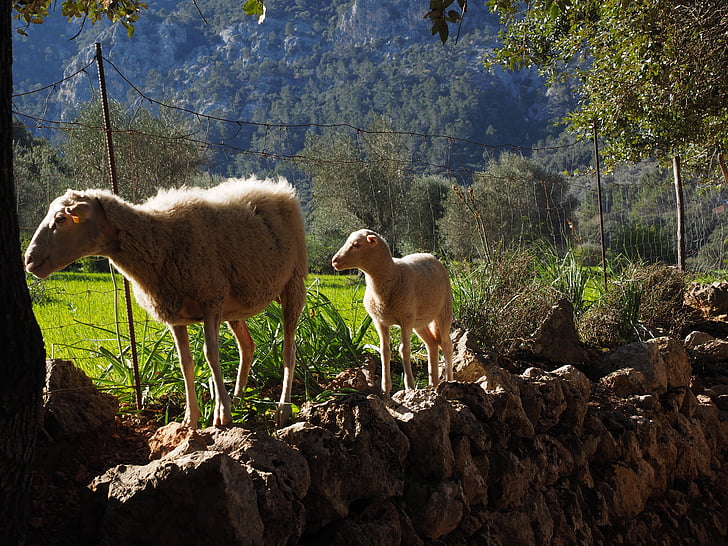 moutons, suite, mur en pierre sèche, Vallée d’orient, Mallorca
