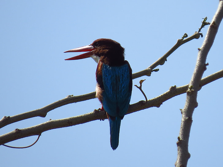 Kingfisher, vták, Príroda, voľne žijúcich živočíchov, divoké, prírodné, modrá