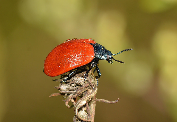 chrysomela, beetles, insects, populi