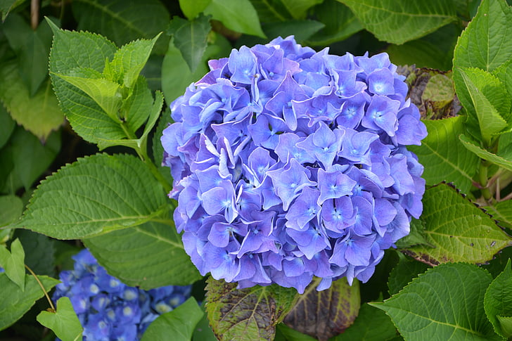 stor blå blomst, hortensia, natur, botanik, kronblade, grøn