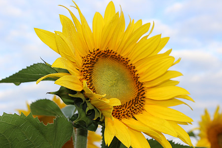 bunga matahari, mekar, bunga, kuning, bidang, Cantik, padang rumput