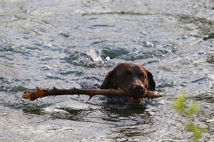 water, animal, dog, dog head, swim, branch, dog training