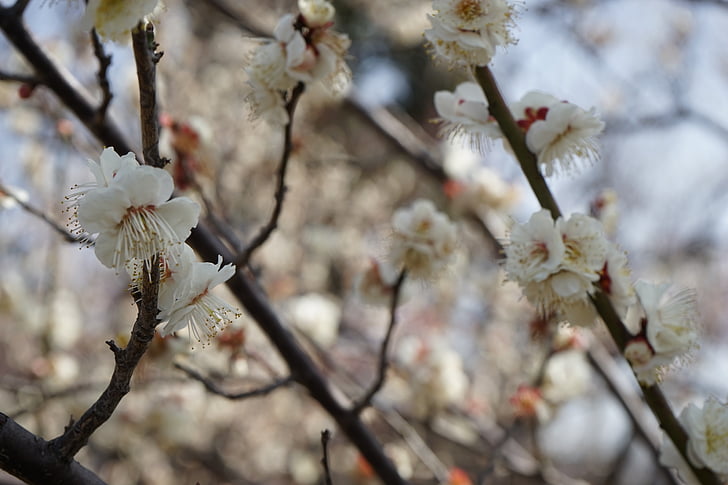 naturale, prugna, Giappone