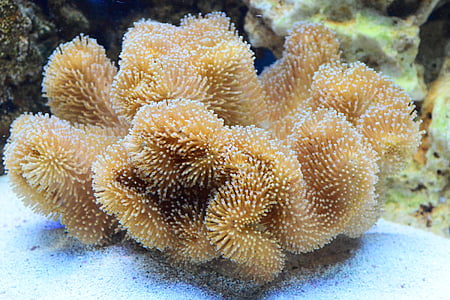 acvariu, Coral, din piele, recif, ciupercă, ciuperci, marină