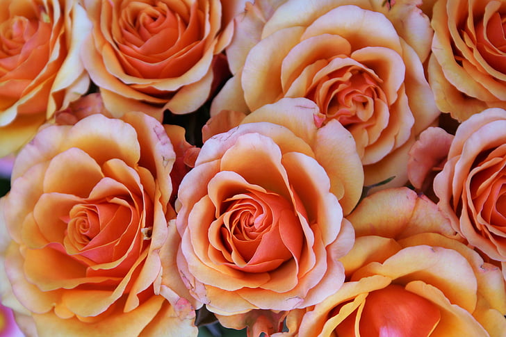 Hoa, Hoa hồng, Blossom, nở hoa, màu da cam, Sân vườn, Thiên nhiên