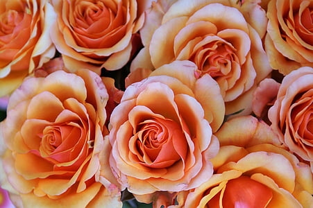 λουλούδι, τριαντάφυλλο, άνθος, άνθιση, πορτοκαλί, Κήπος, φύση