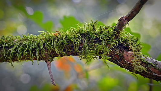 moss, branch, nature, forest, green, weave, branches