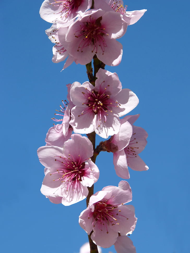 fárbol fruity, flowering tree, flowery branch, primaveza, flower, fragility, pink color
