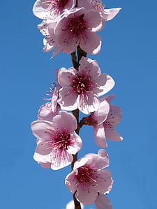 fárbol fruité, arbre en fleurs, branche fleurie, primaveza, fleur, fragilité, couleur rose
