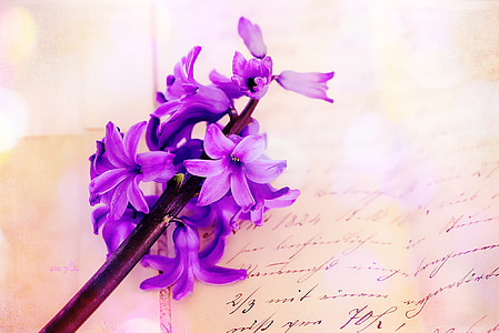 hyacinth, pink, flower, flowers, plant, fragrant flower, fragrant