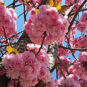 čerešňový kvet, Bonn, Heer road, čerešňa, letné, jar, staré mesto