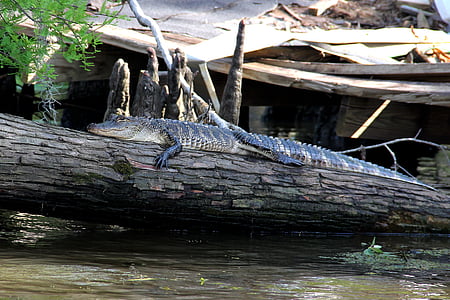 短吻鳄, 沼泽, 河口, 动物, 鳄鱼, 路易斯安那州, 野生动物