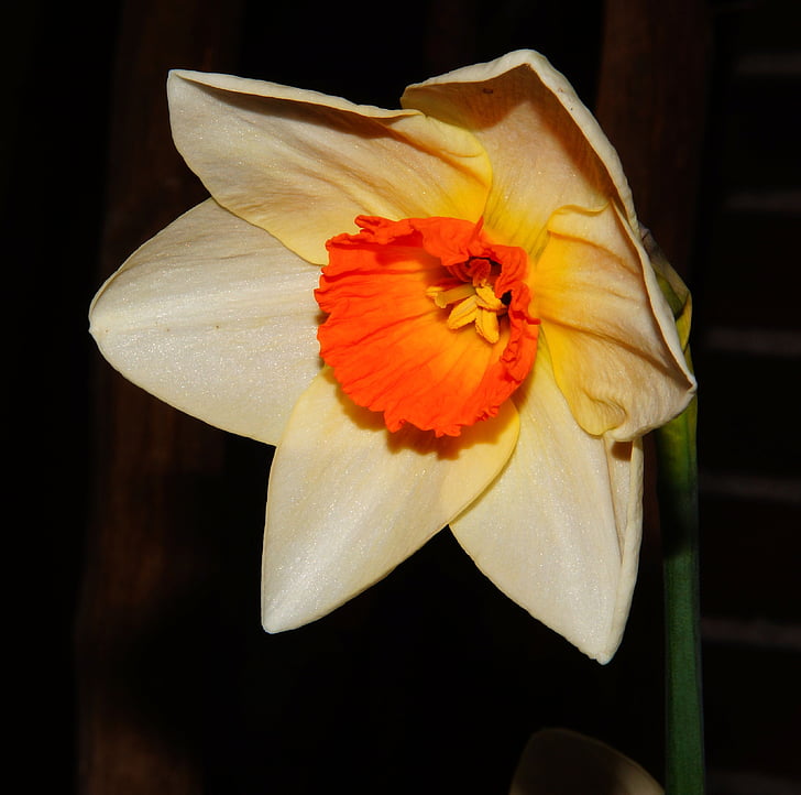 narcissus, blossom, bloom, white, red, daffodil, spring