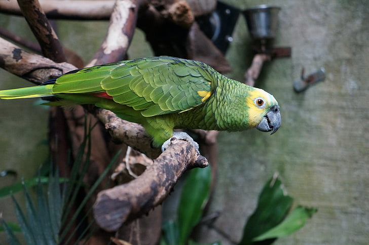 papegoja, Ara, grön, fågel, djur, Zoo, naturen