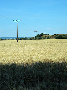 campo de trigo, trigo, mástil, línea, postes de energía, conexión, teléfono