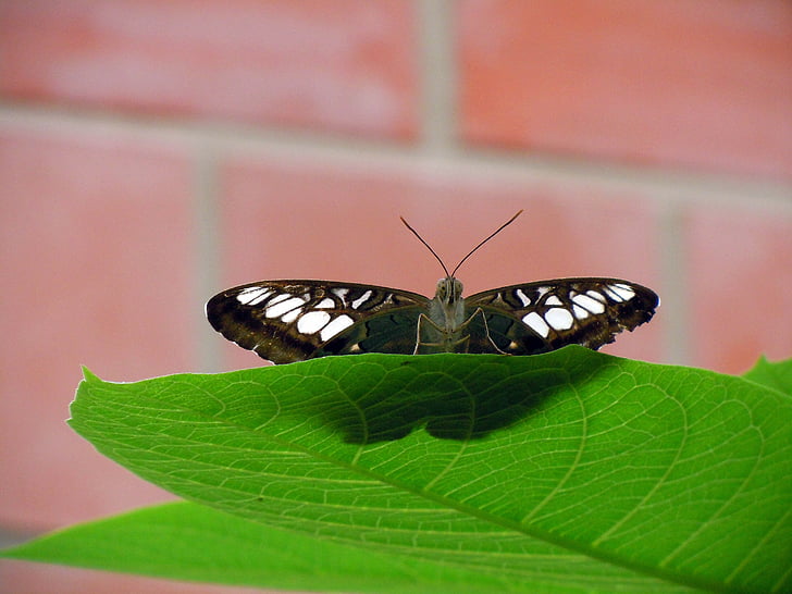 perhonen, värikäs, hyönteinen, Luonto, Butterfly - hyönteisten, eläinten, eläinten wing