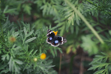 μαύρο, μπλε, πεταλούδα, που φέρουν, πράσινο, φυτό, έντομο