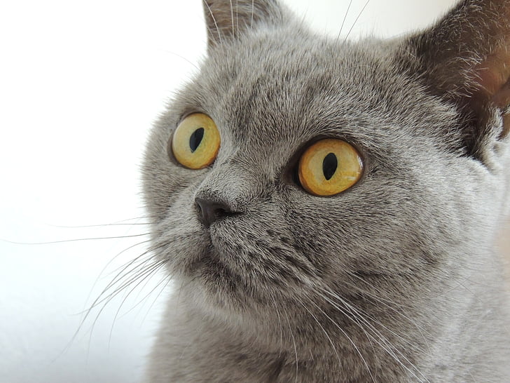 dyr, dyr fotografering, British shorthair, kat, close-up, Feline, Pet