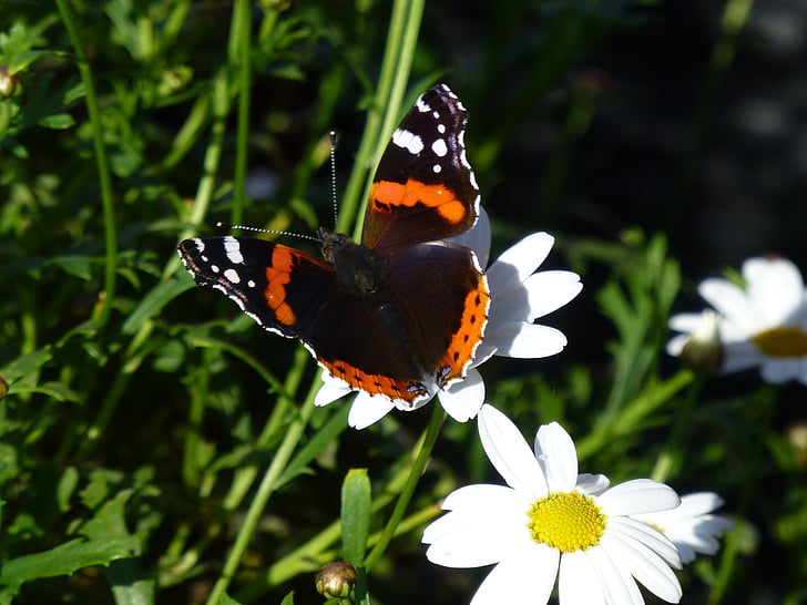 butterfly, flower, summer