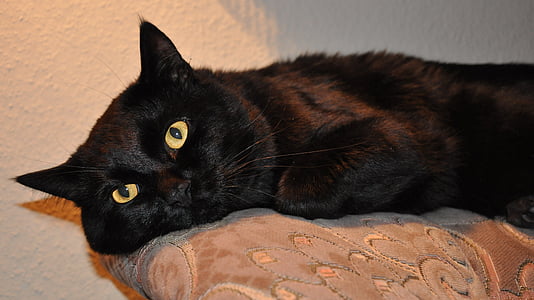 gato preto, caça feita, foco, gato doméstico, animais de estimação, animal, bonito