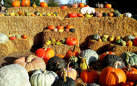 græskar, Halloween, falder, efterår, orange, oktober, årstidens