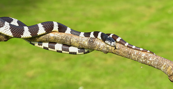 california getula, chain natter, snake, king snake, lampropeltis getula californiae, black and white, banded