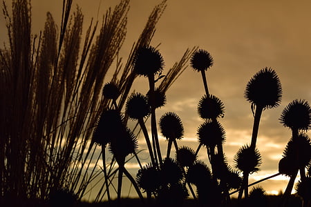 Morgenrotovi, morgenstimmung, trav, sušené rostliny, zadní světlo, mraky, krajina