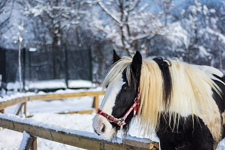 cavallo, azienda agricola, inverno, natura, animale, Ranch, rurale