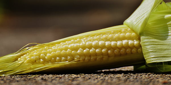 kukurūza, jaunais, dārzeņi, augu, vasaras, pārtika, lauksaimniecība