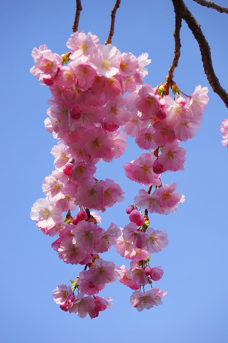 japanilaisten kirsikkapuiden, kukat, Japanin kukinnan kirsikkapuu, koriste kirsikka, japanilainen kirsikka, kirsikankukka, Blossom