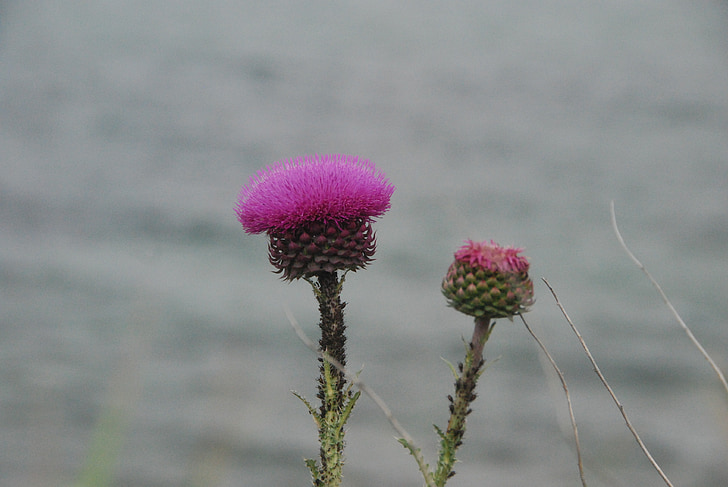 sea, flowers, nature, flower, pink, thistle, plant
