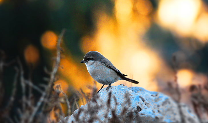 fuglen, Sparrow, natur, solnedgang, oransje, naturlig, Irak