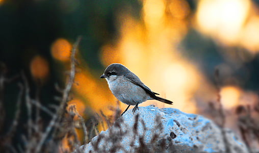 oiseau, Sparrow, nature, coucher de soleil, orange, naturel, Irak